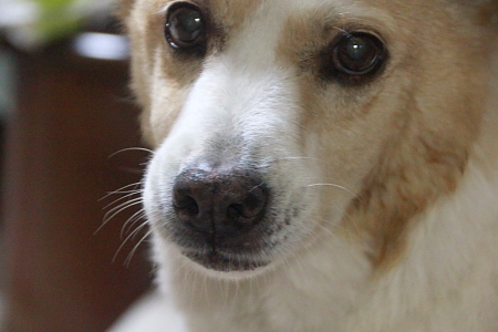 犯人は毛虫 あんこ と つぶ の冒犬日記