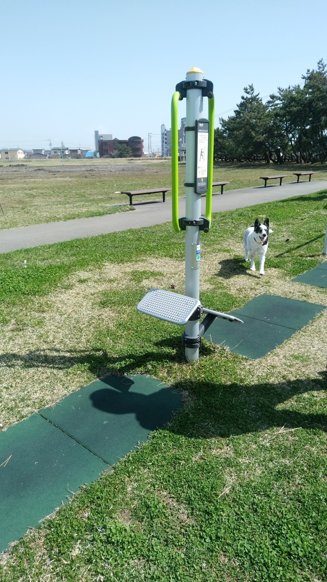 あんこ と つぶ の冒犬日記