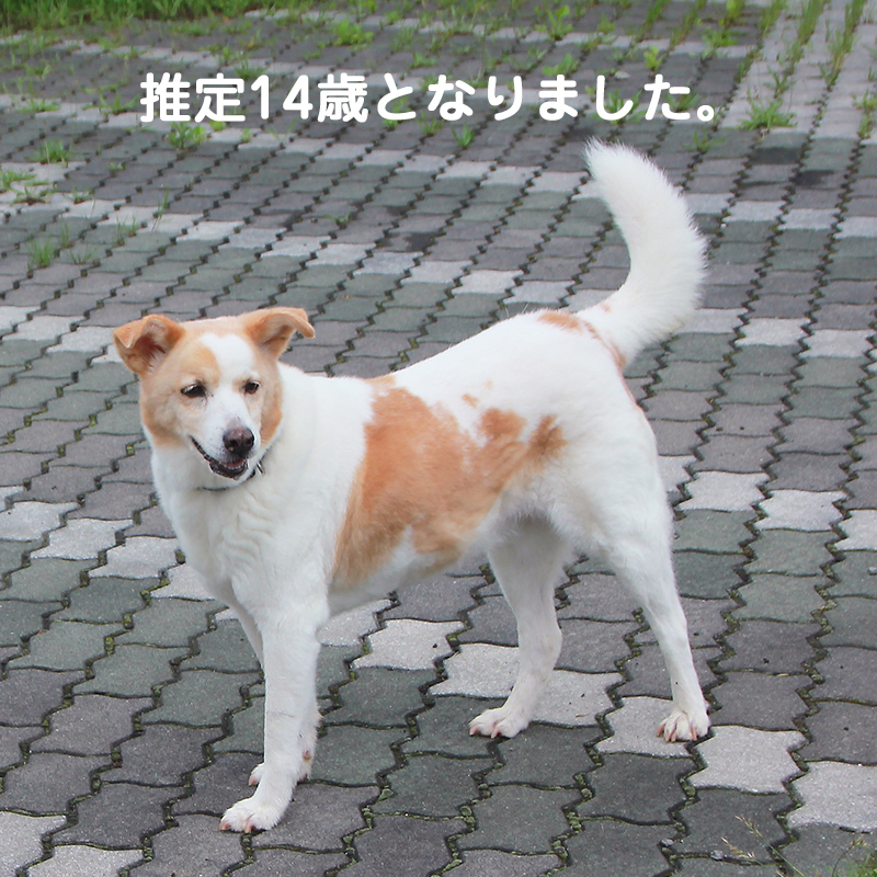 あんこの誕生日 あんこ と つぶ の冒犬日記