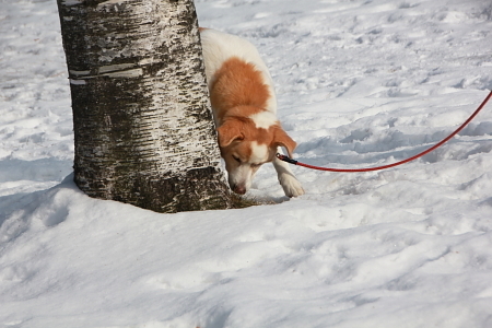 日記 あんことつぶあん あんこ と つぶ の冒犬日記