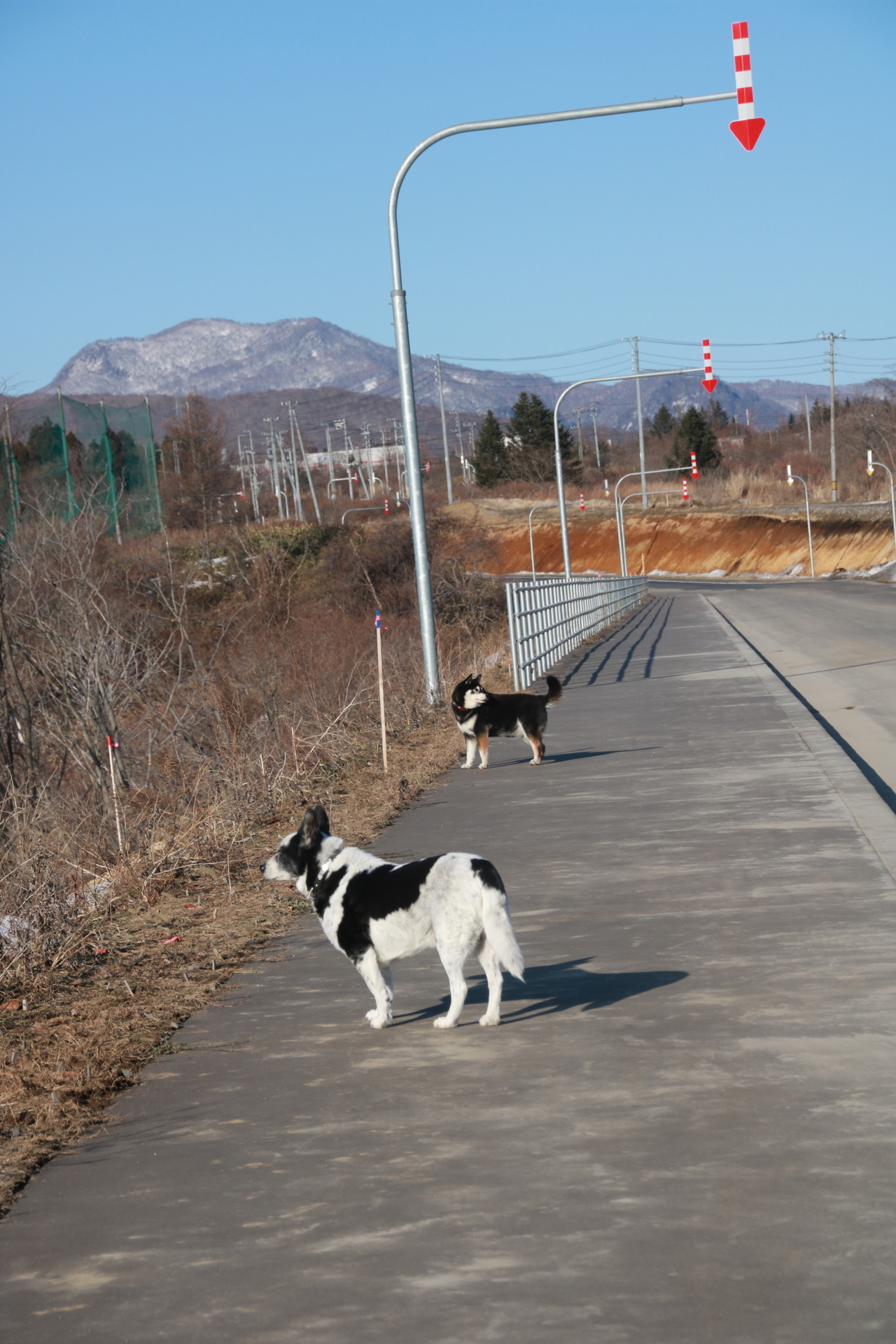 あんこ と つぶ の冒犬日記